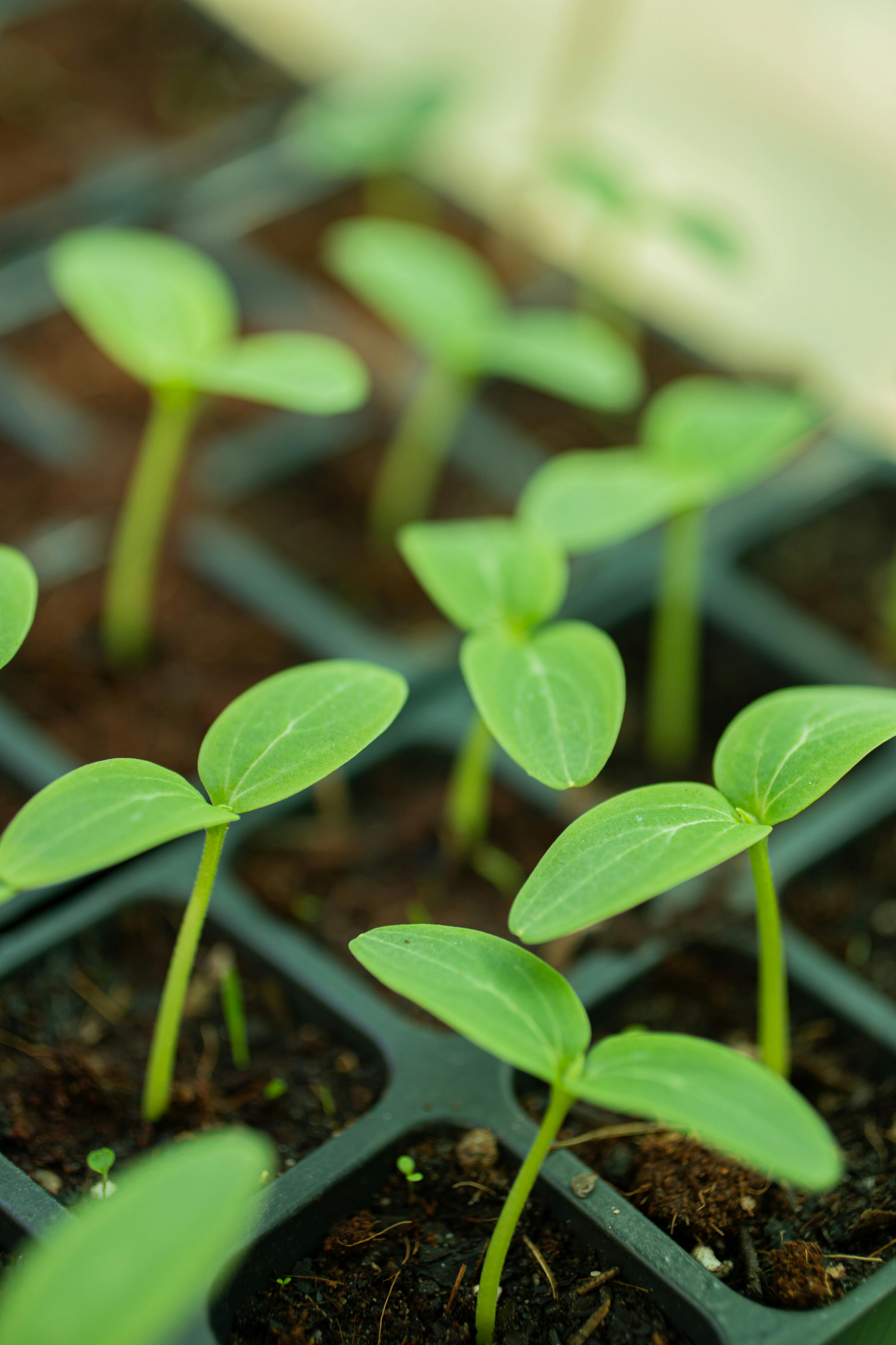 Seed starting trays and seedlings